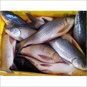 Fresh Rohu Fish