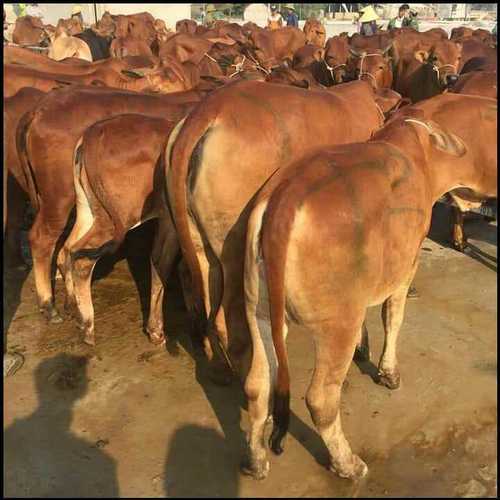 Haryana Sahiwal Cow In Bulk