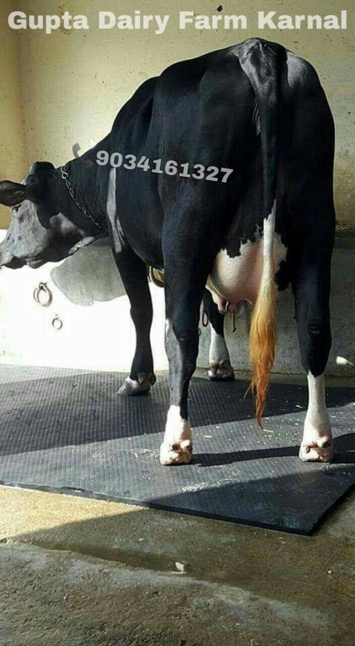 Hf Cross Cow