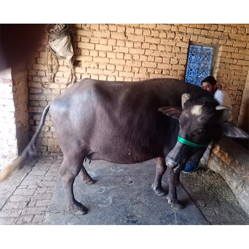 Murrah Buffalo