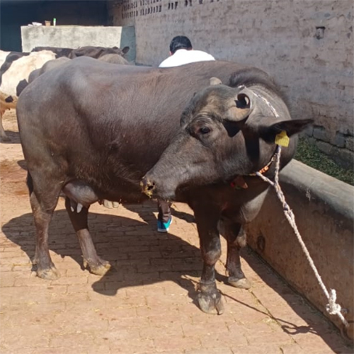 Desi Murrah Buffalo
