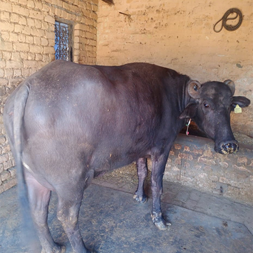 High Qyality Murrah Buffalo