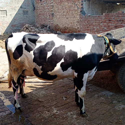HF Cow