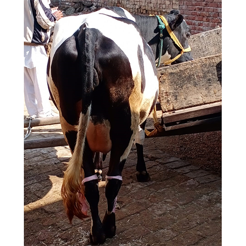 High Quality HF Cow