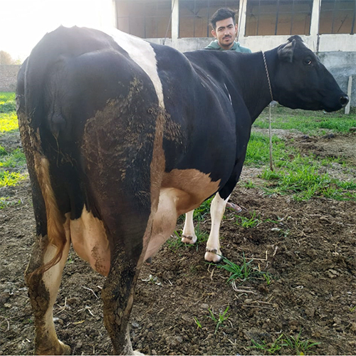 Pure Breed HF Cow