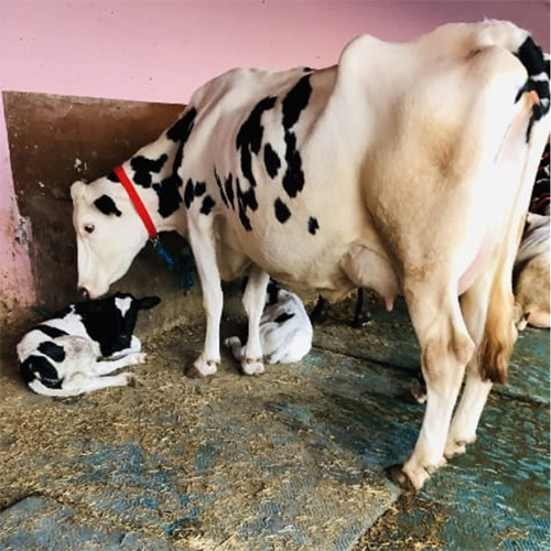 Pure Quality HF Cow