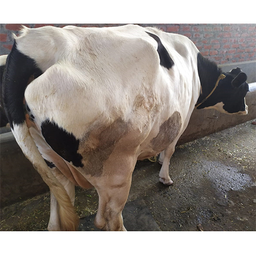 Original Breed HF Cow