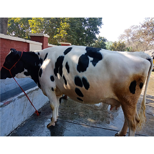 High Breed HF Cow
