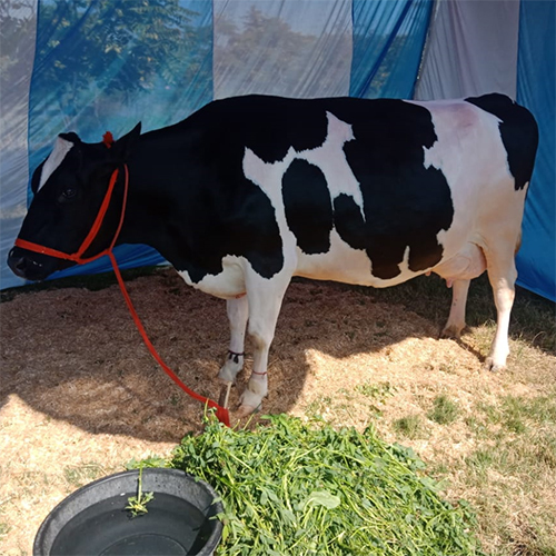 HF Cow