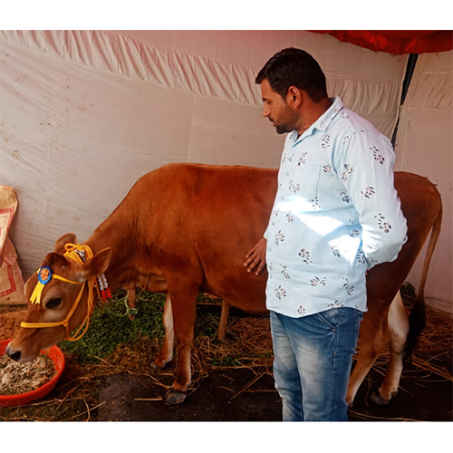 Pure Breed Sahiwal Cow