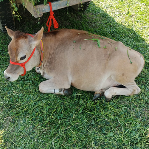 Jersey Cow