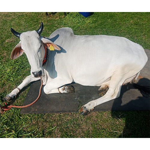 Desi Cow