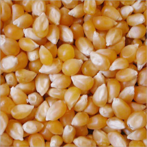 Yellow Corn