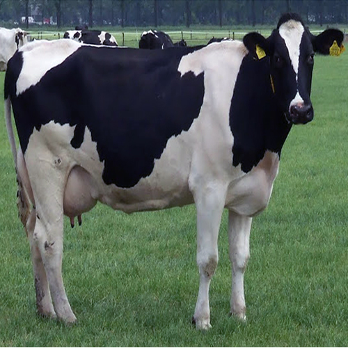 HF Holstein Friesian Cow