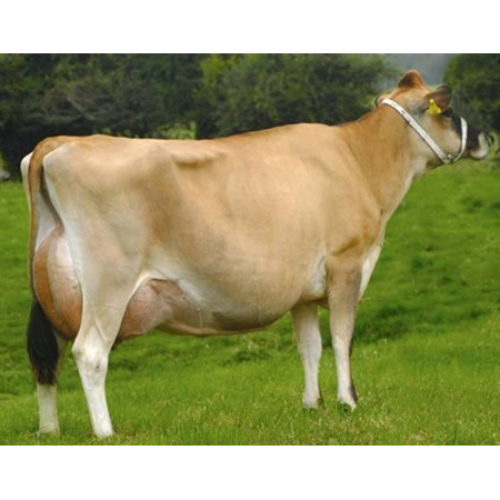 High Yield Jersey Cow