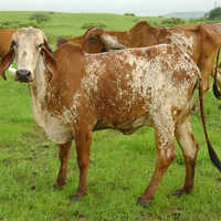 Pure Rathi Cow