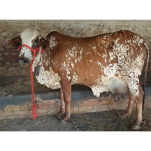 Pure Quality Rathi Cow