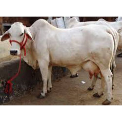 Hariana Cow