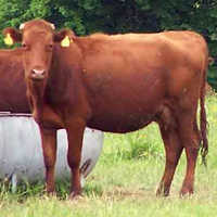 Polish Red Cow