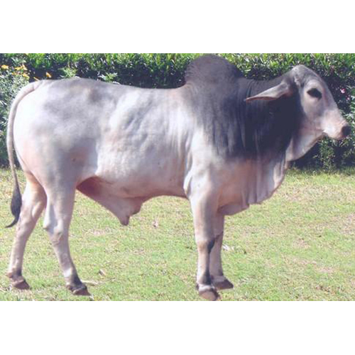 Tharparkar Dairy Bull