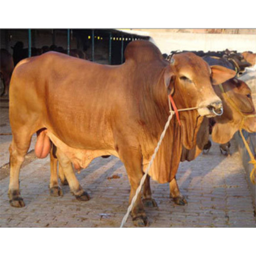 Sahiwal Dairy Bull By SR DAIRY FARM