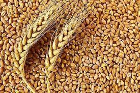 wheat
