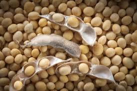 soybean