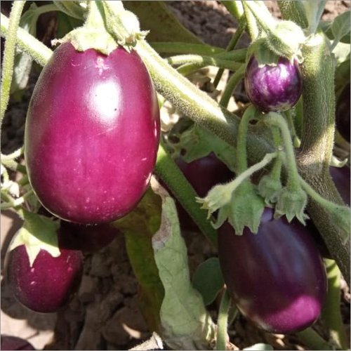 Fresh Brinjal