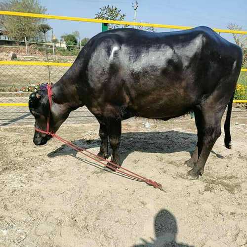 Adult Black Murrah Buffalo