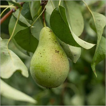 Organic Natural Pear