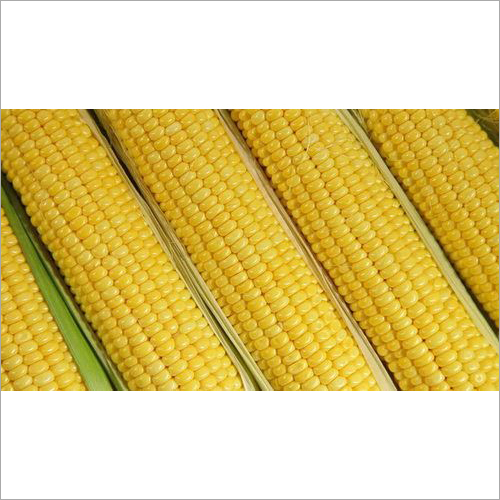 Yellow Maize Yellow Maize