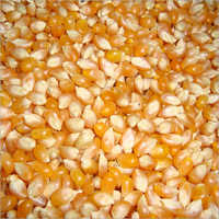 Raw Corn Grain