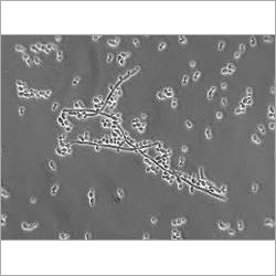 Water Treatment Bacteria Cultures