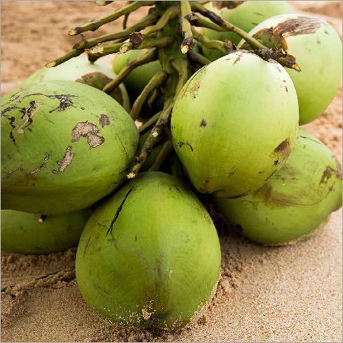 Tender Coconut