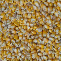 Yellow Maize - Efficacy: Feed Preservatives