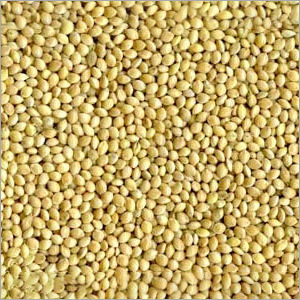 Green Millet Seeds