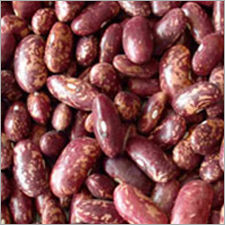 Purple Speckled Kidney Beans - Color: Red