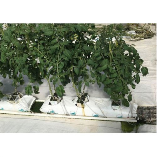 Shavuot Agric Grow Bag