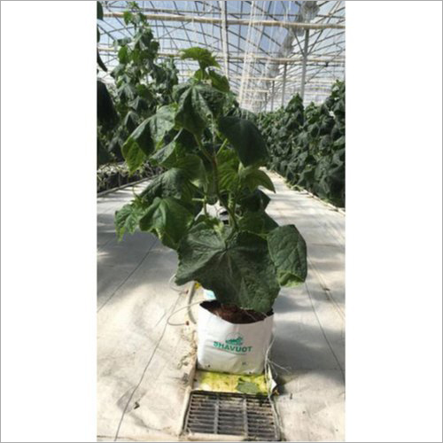HDPE Open Top Grow Bag