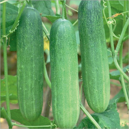 Organic Mansi Prime Cucumber Seeds
