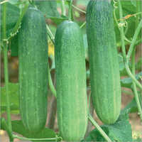 Mansi Prime Cucumber Seeds