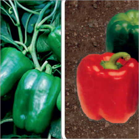 Priyadarshni Prime Capsicum - Cultivation Type: Organic