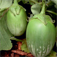 Mahanandi Brinjal Seeds