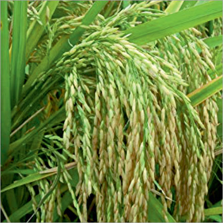 Aman Prime Paddy Seeds - Cultivation Type: Organic