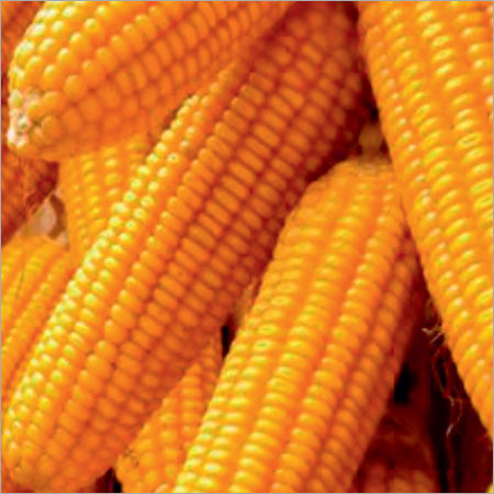 Amrita-5081 Maize Seeds - Cultivation Type: Organic