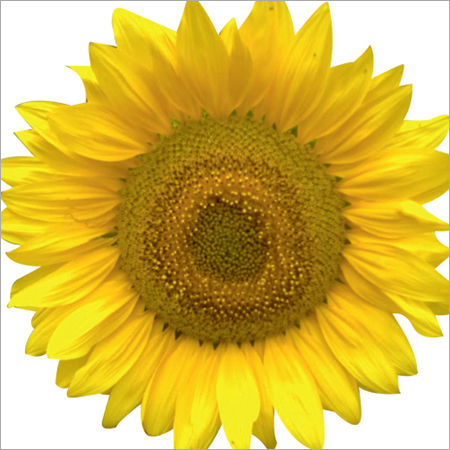 Rise Apsara Sunflower Seeds - Cultivation Type: Organic