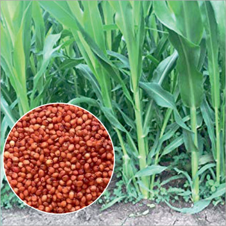 Sorghum Sudangrass Hybrids Seed