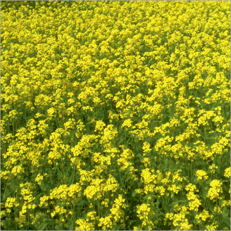 RAG-87(Gold Beauty) Mustard Seeds