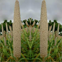 Hybrid Millet Seeds