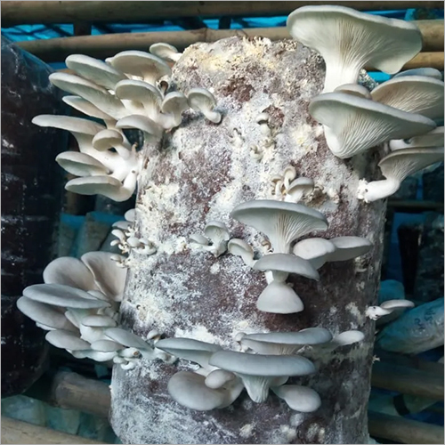 Oyster Mushroom